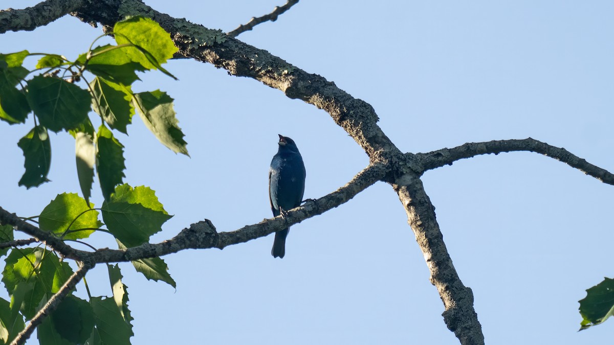 Indigo Bunting - ML619802992