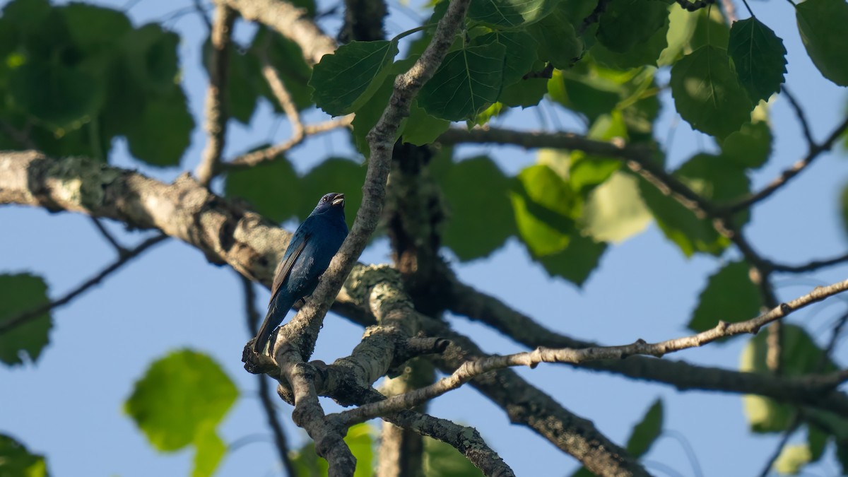 Indigo Bunting - Tianshuo Wang