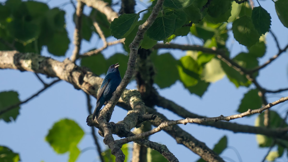 Passerin indigo - ML619802996