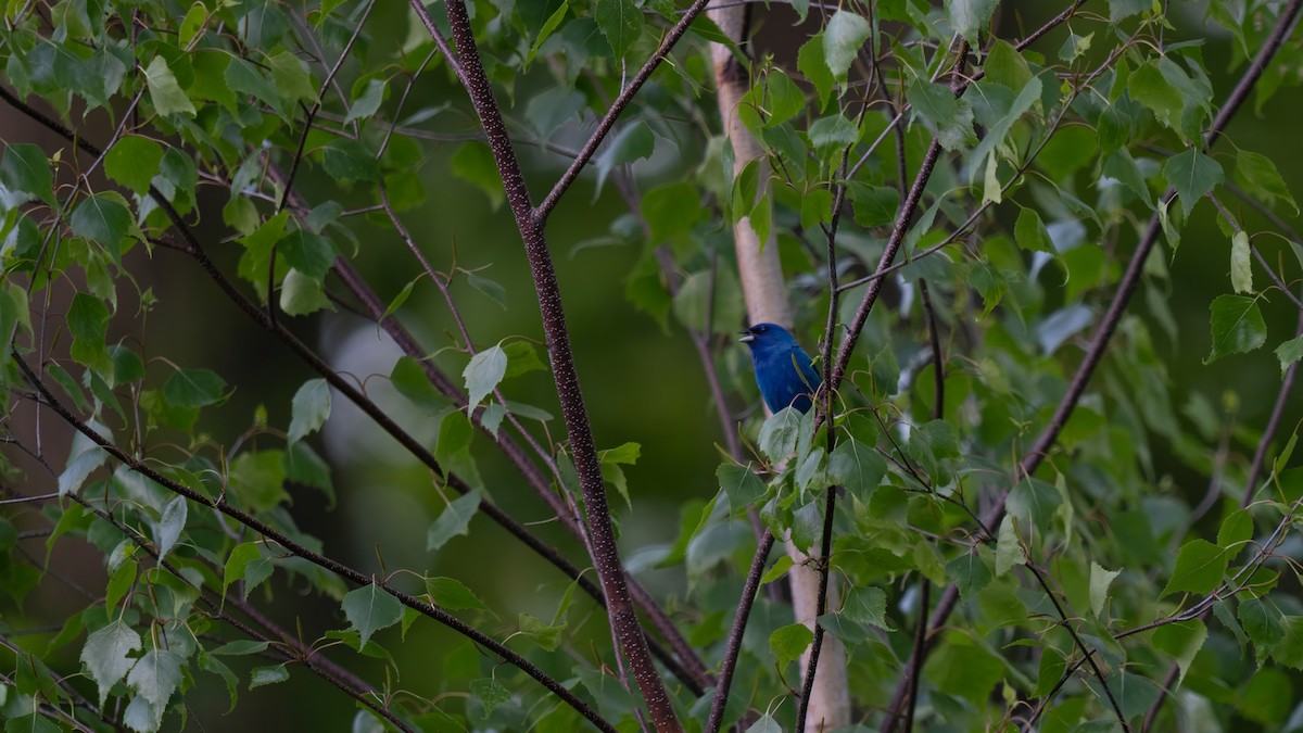 Passerin indigo - ML619802997