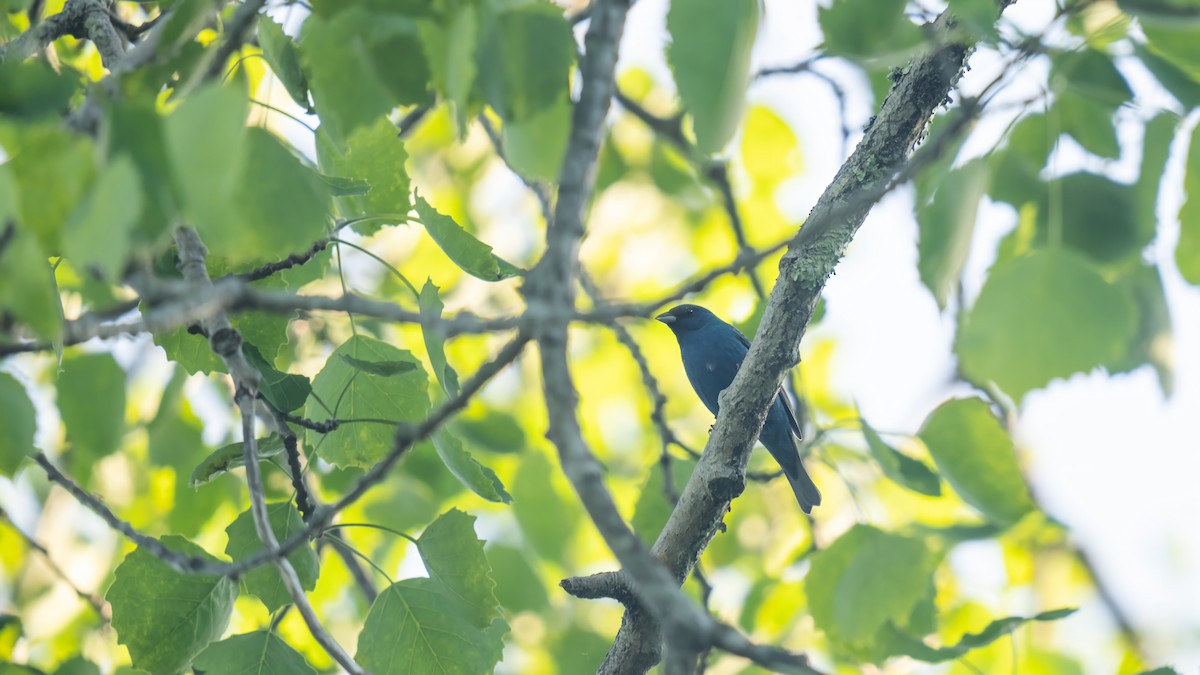 Indigo Bunting - ML619802998