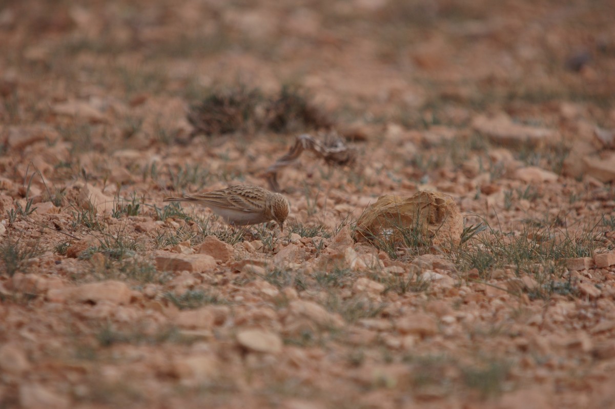 Greater Short-toed Lark - ML619803021