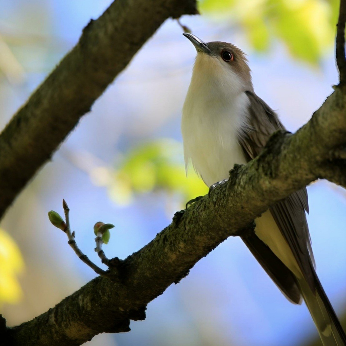 Black-billed Cuckoo - ML619803030