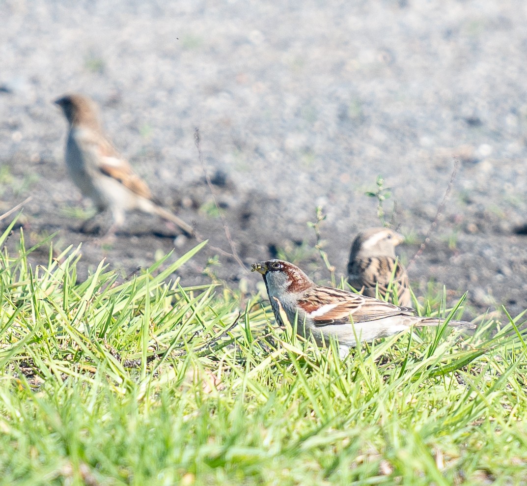 House Sparrow - ML619803037