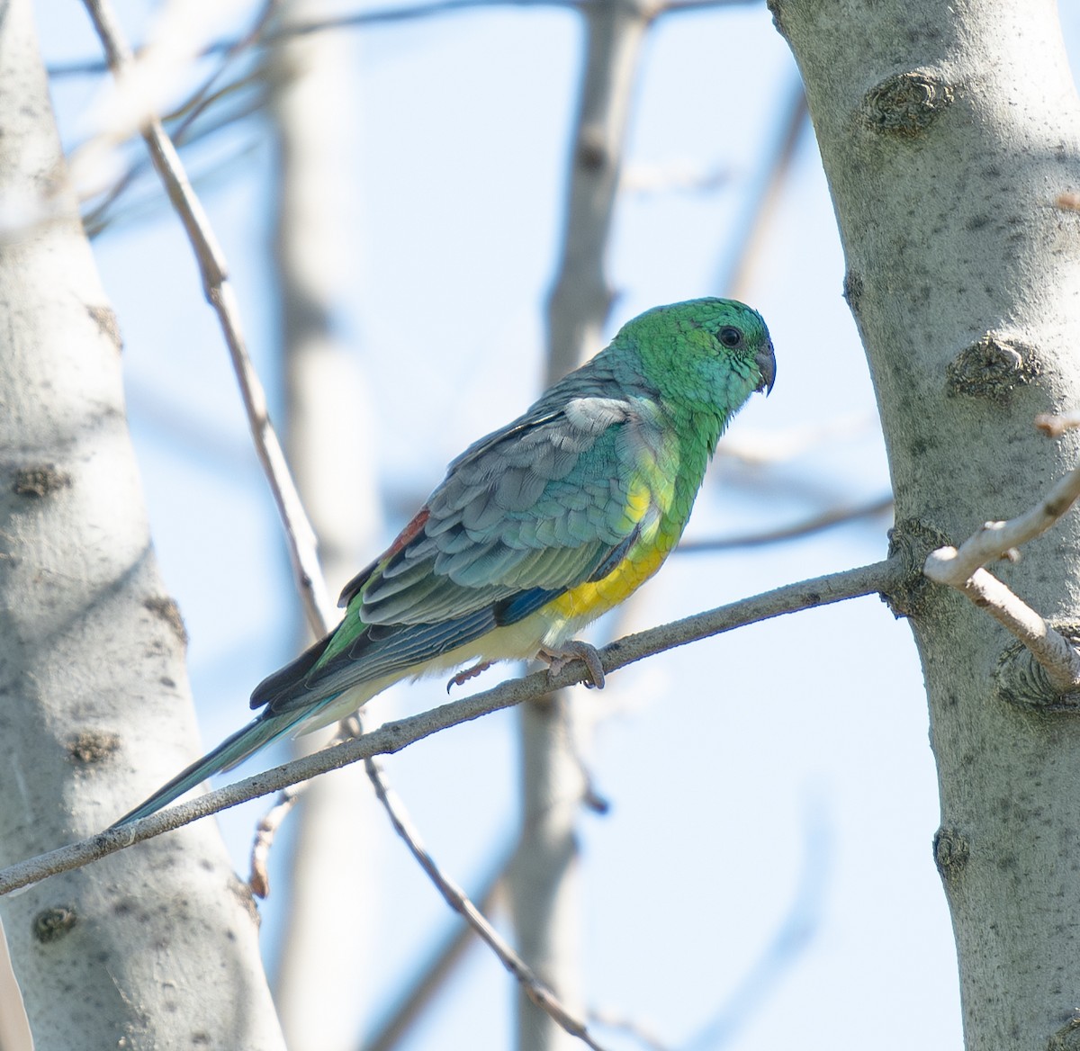Red-rumped Parrot - ML619803041