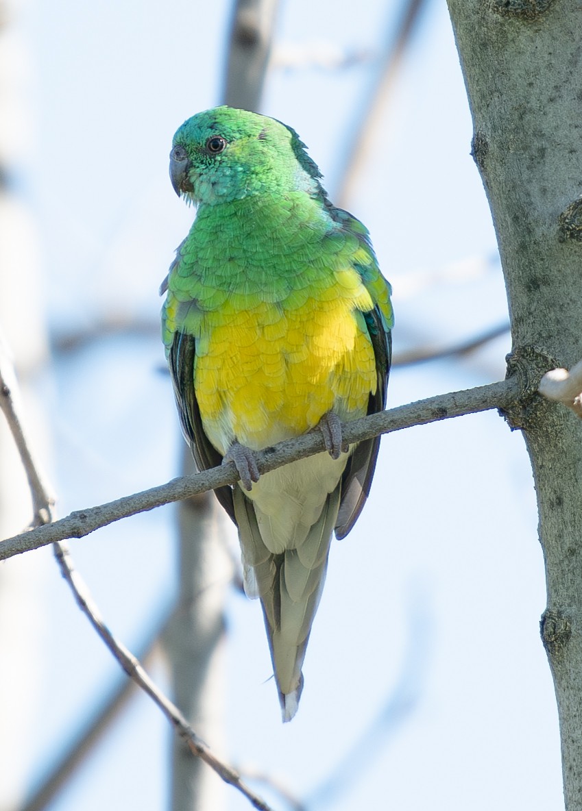 Red-rumped Parrot - ML619803043