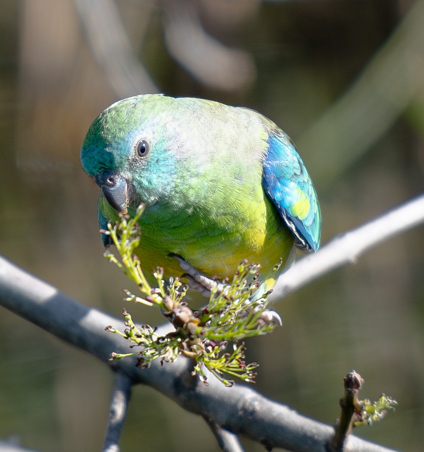 Red-rumped Parrot - ML619803047