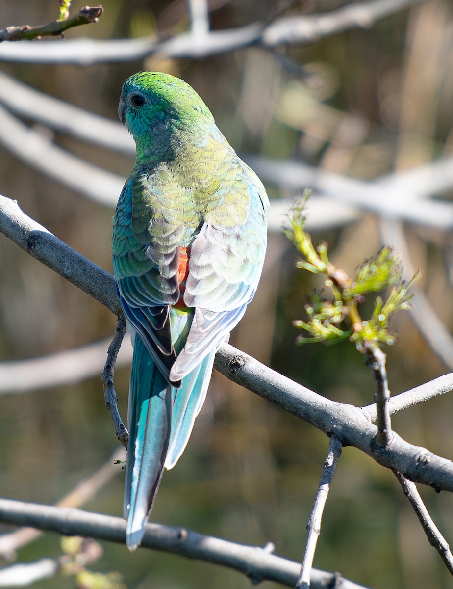 Red-rumped Parrot - ML619803048