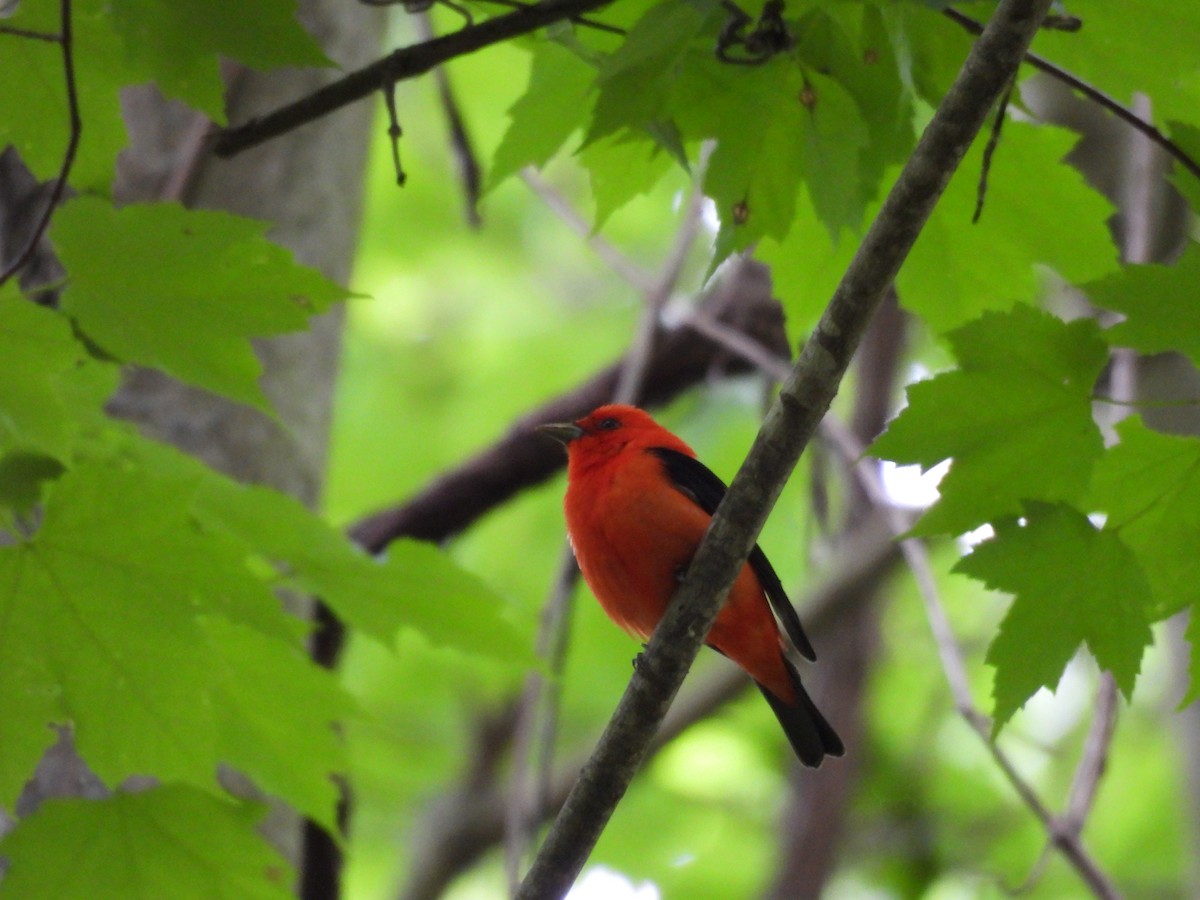 Scarlet Tanager - ML619803057
