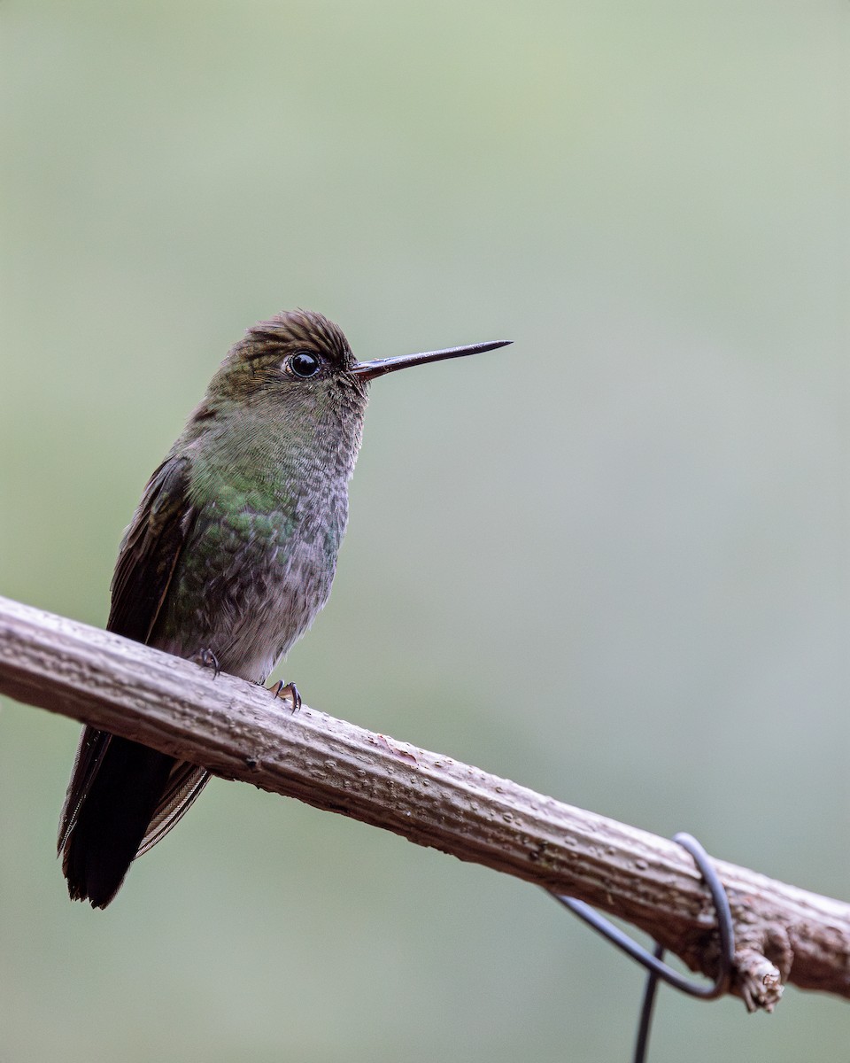 kolibřík zelenkavý - ML619803059