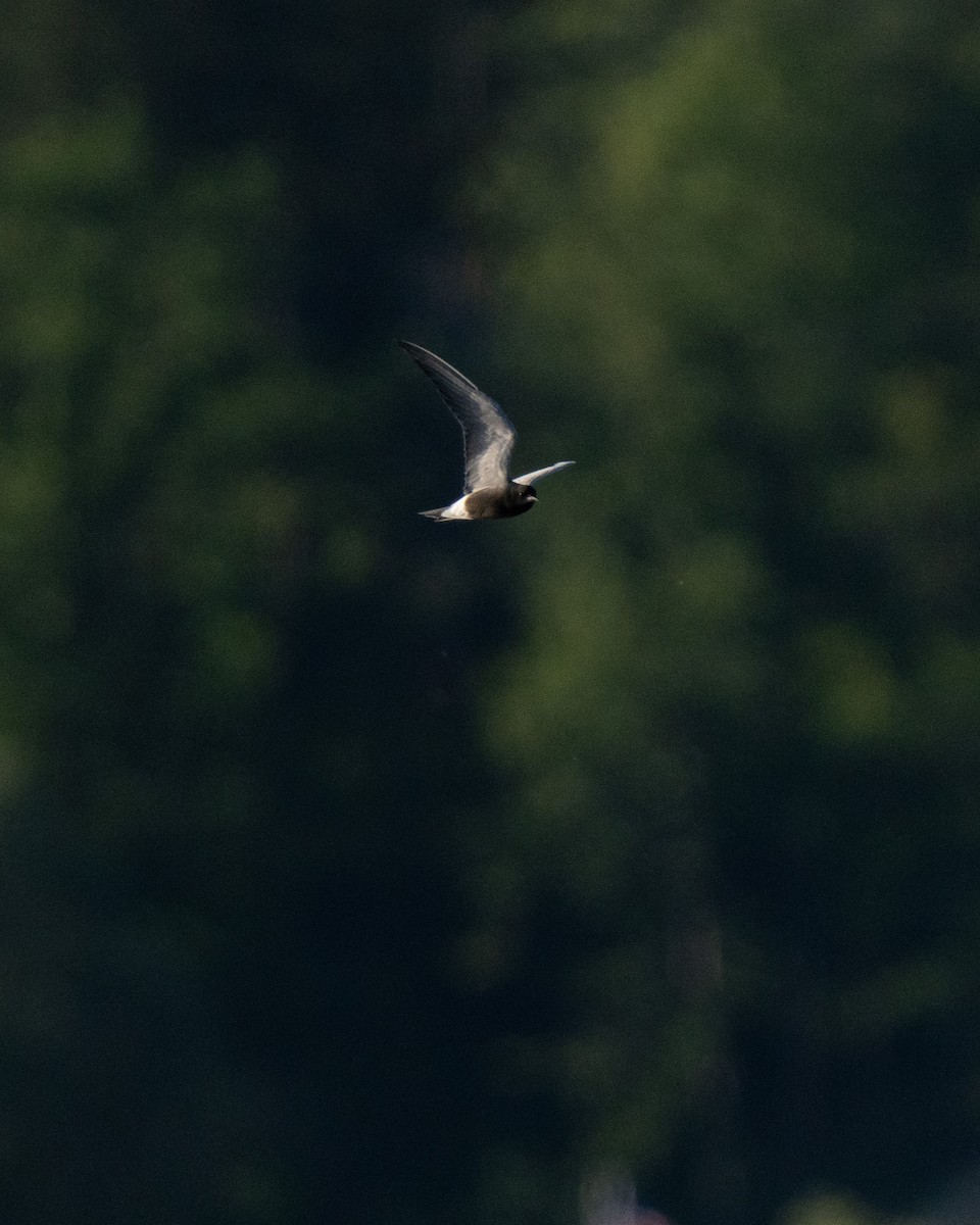 Black Tern - ML619803084