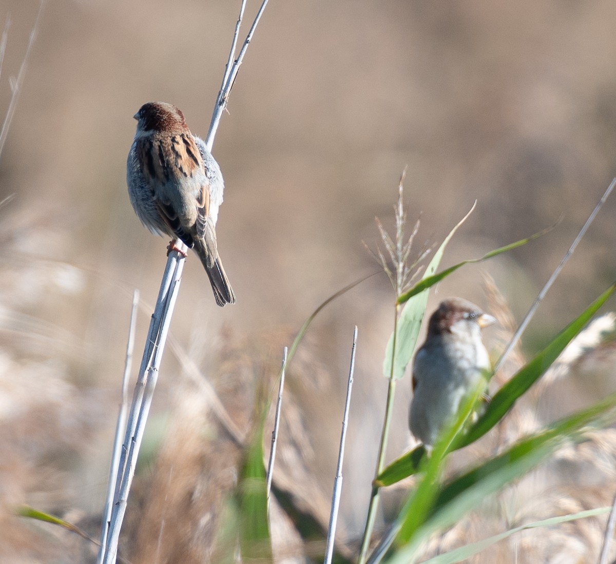 House Sparrow - ML619803090