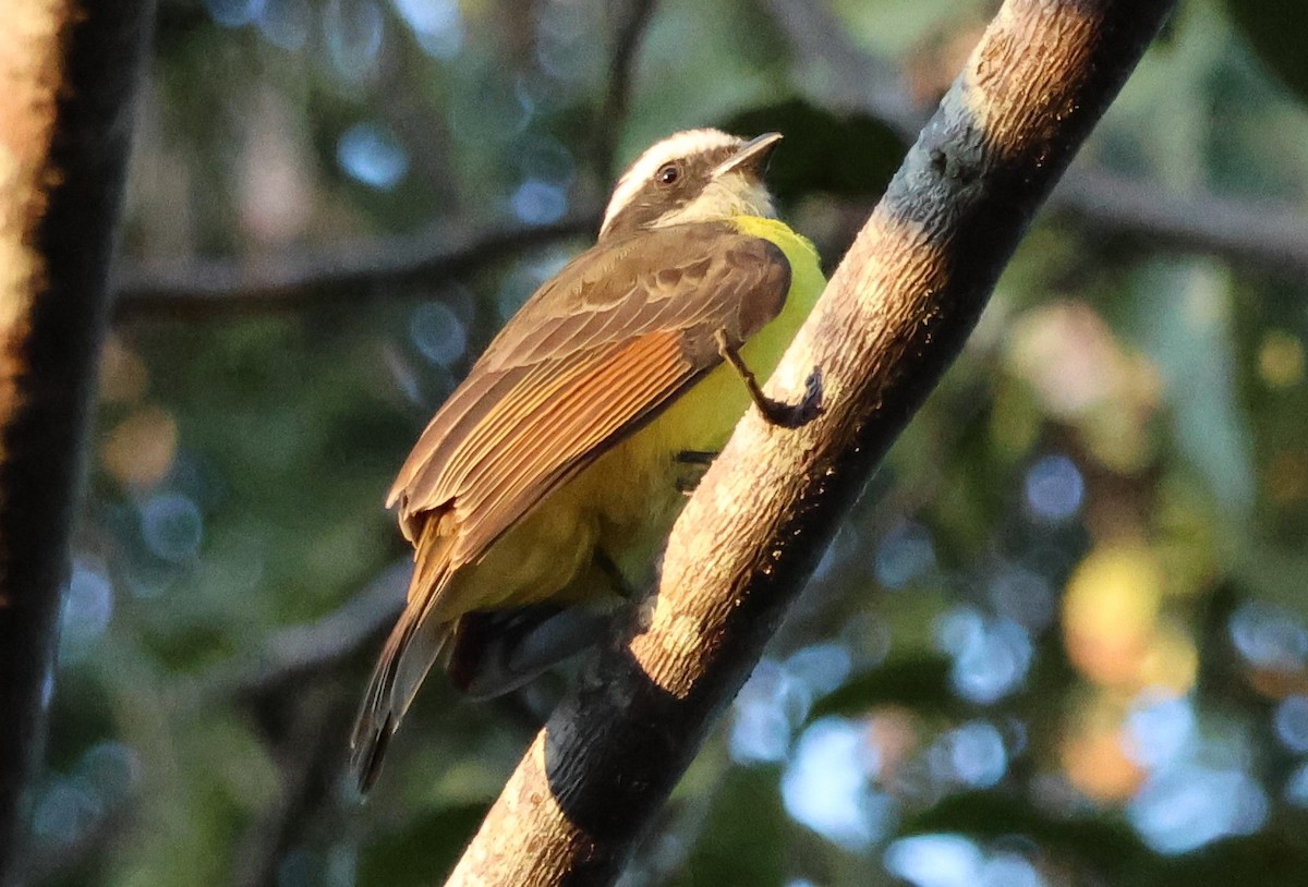 Rusty-margined Flycatcher - ML619803095