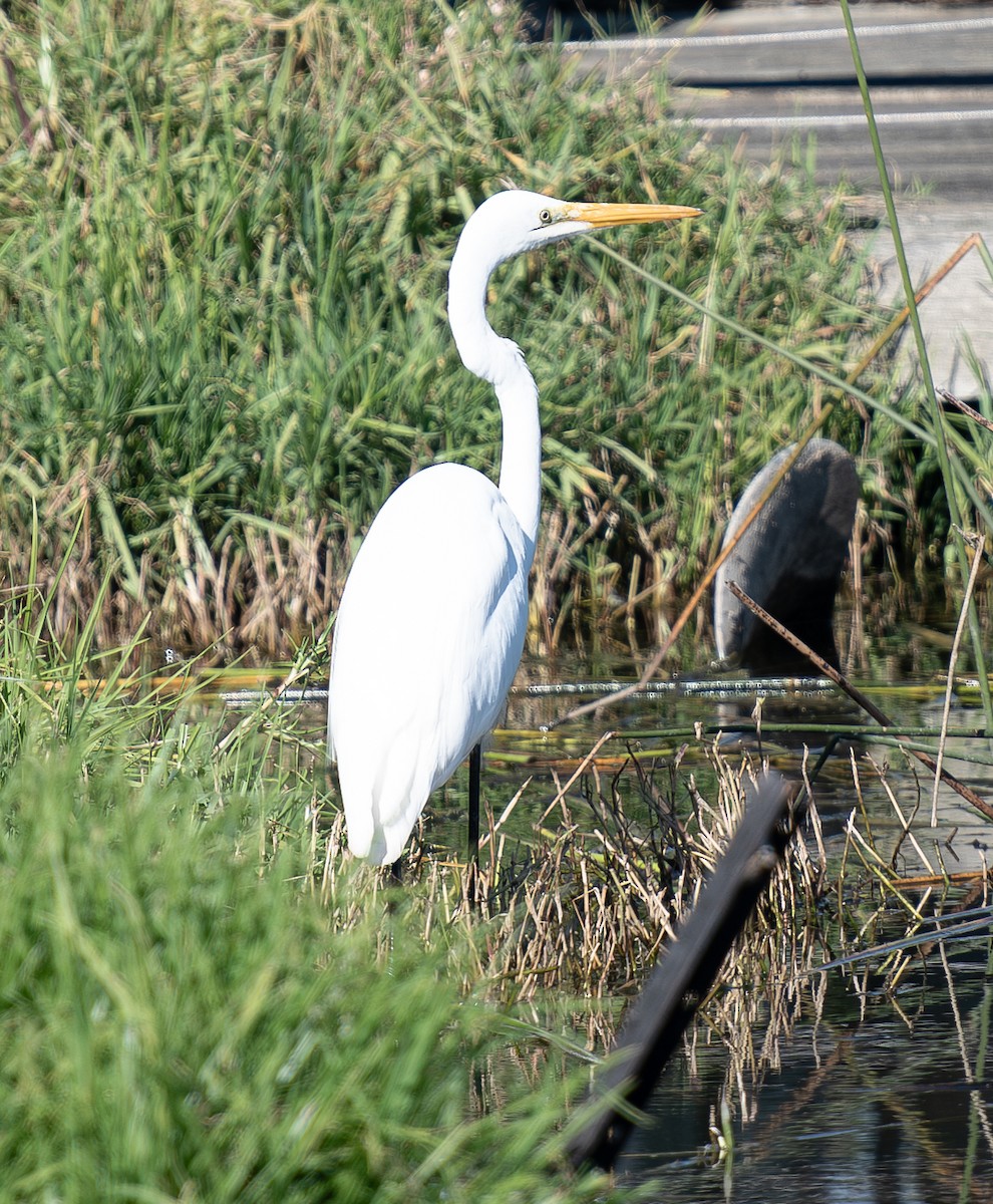 Great Egret - ML619803108