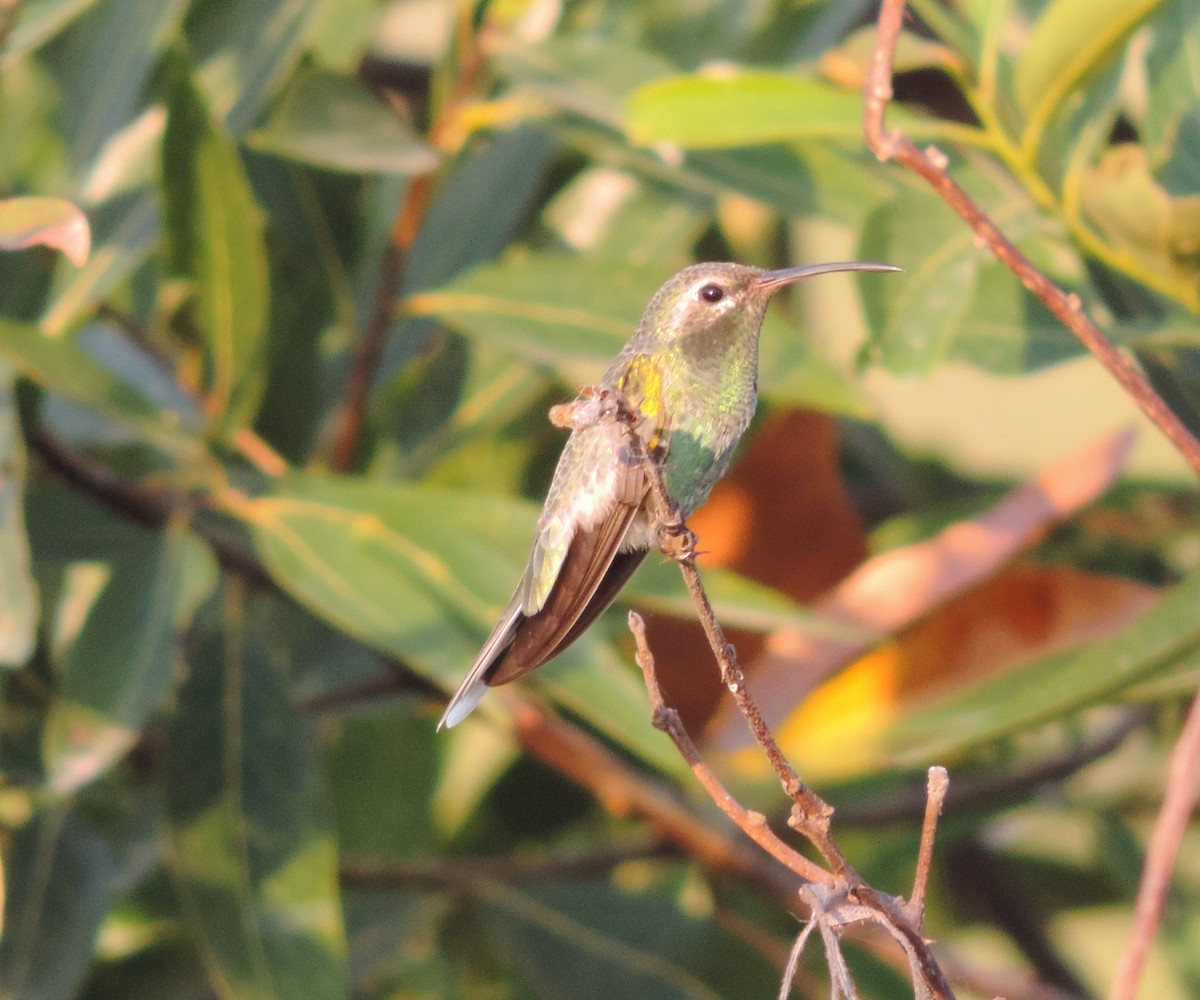 White-tailed Goldenthroat - ML619803113