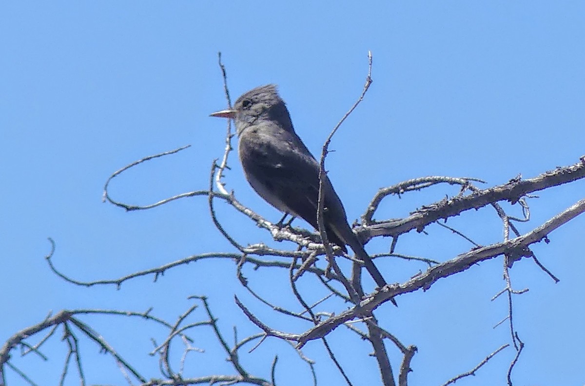 Greater Pewee - ML619803121