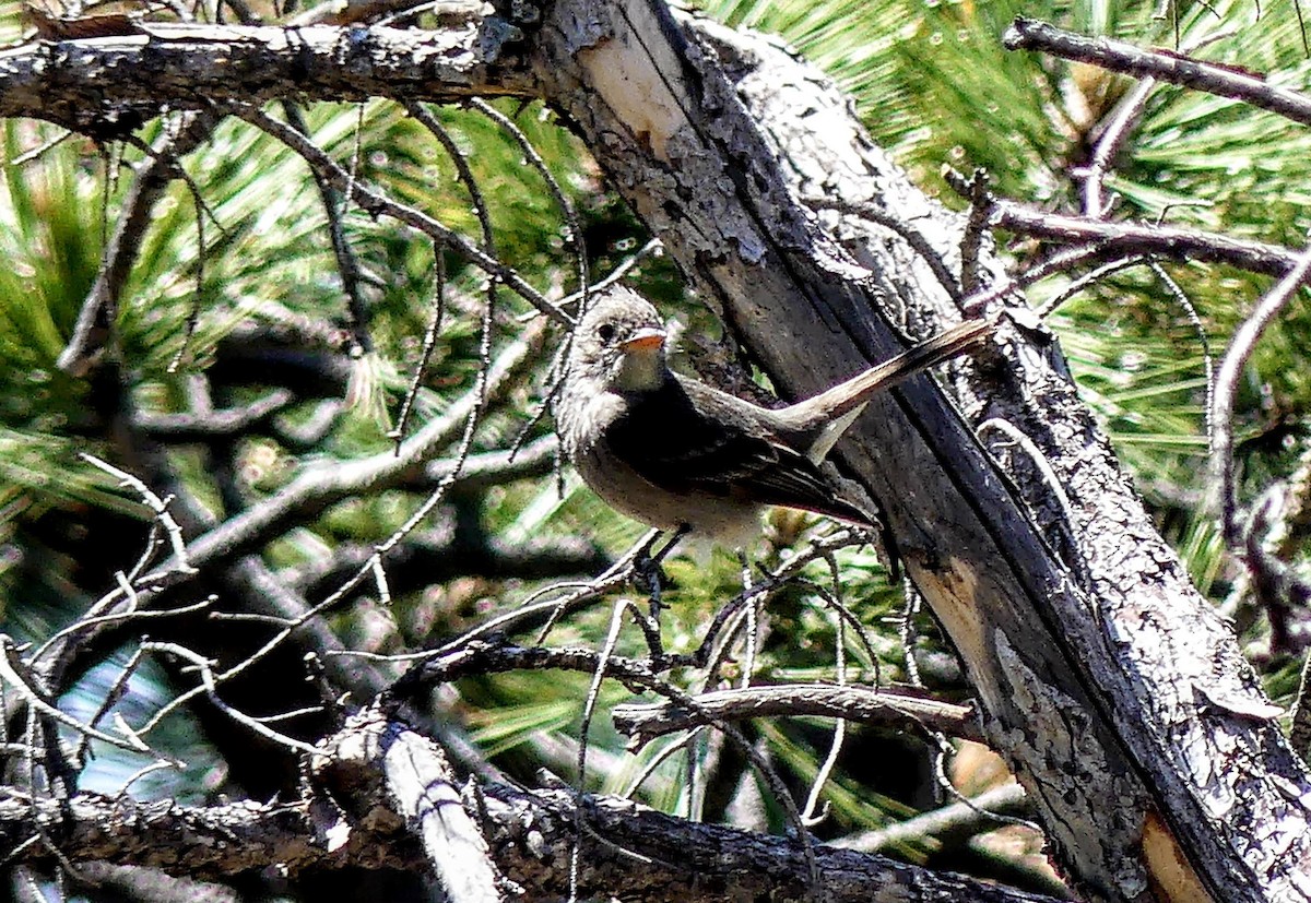 Moucherolle de Coues - ML619803122