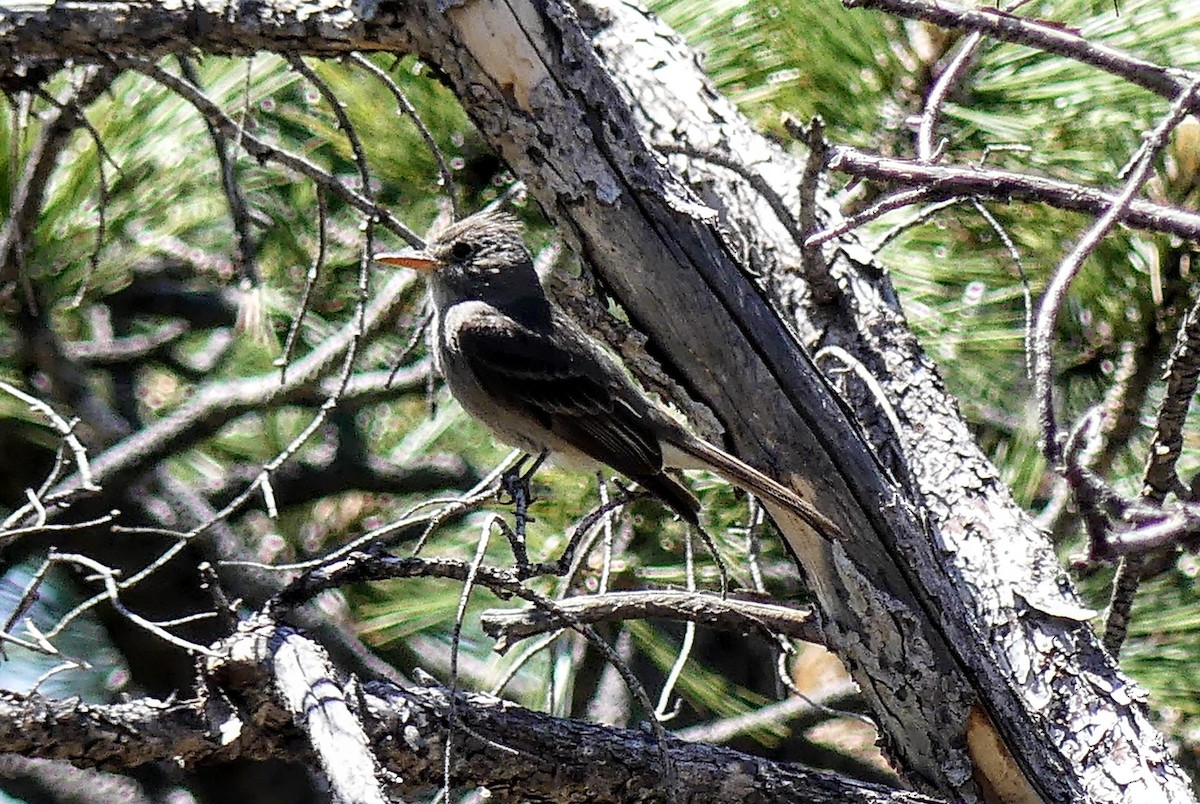 Greater Pewee - ML619803123