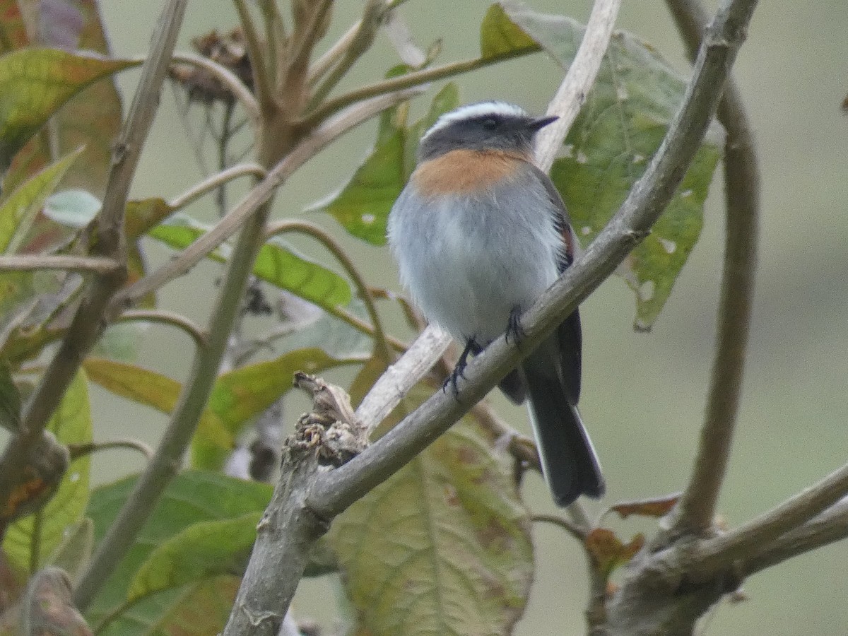 Rufous-breasted Chat-Tyrant - ML619803162