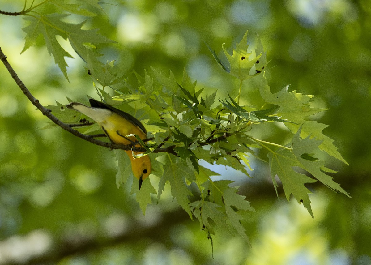 Prothonotary Warbler - ML619803178