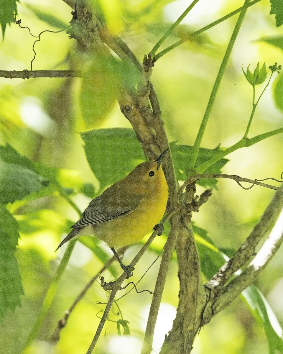Prothonotary Warbler - ML619803179