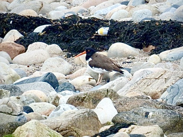 American Oystercatcher - ML619803203