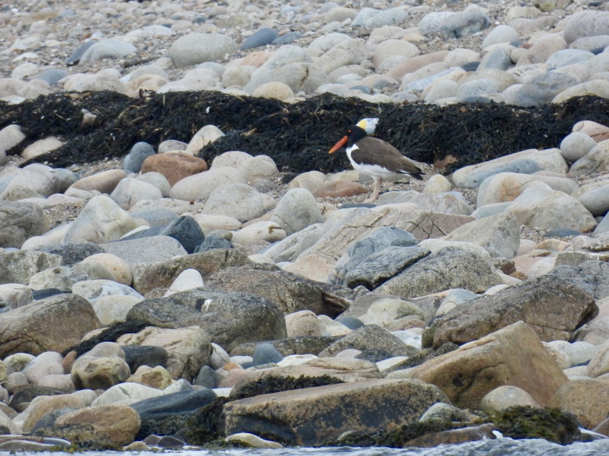 American Oystercatcher - ML619803205