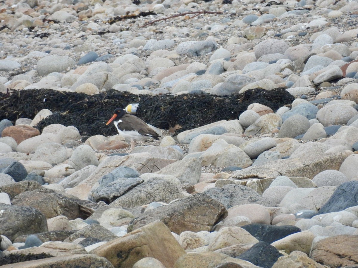 American Oystercatcher - ML619803206