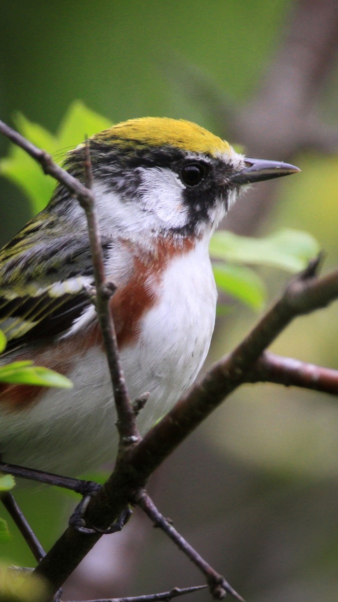 Chestnut-sided Warbler - ML619803221