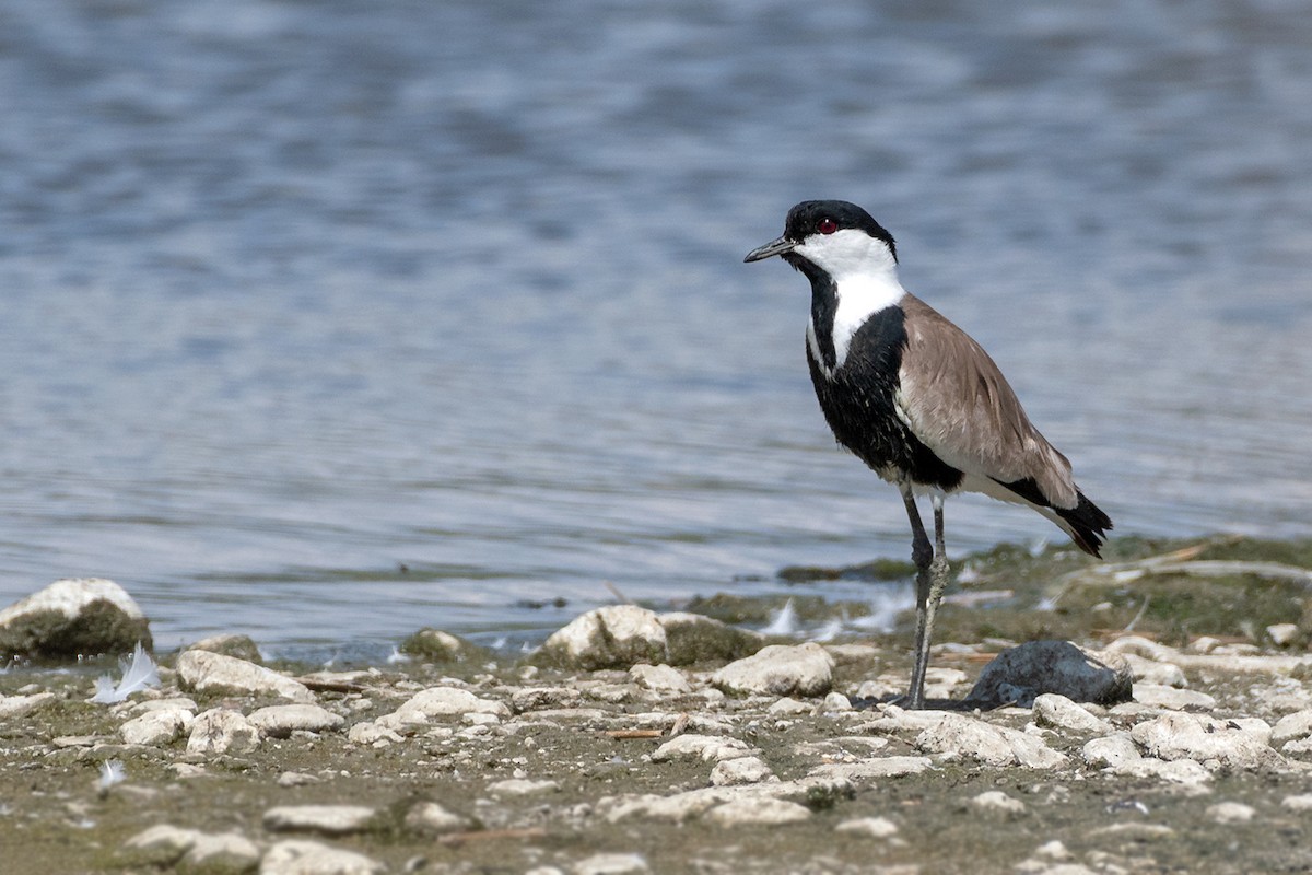 Spur-winged Lapwing - ML619803229