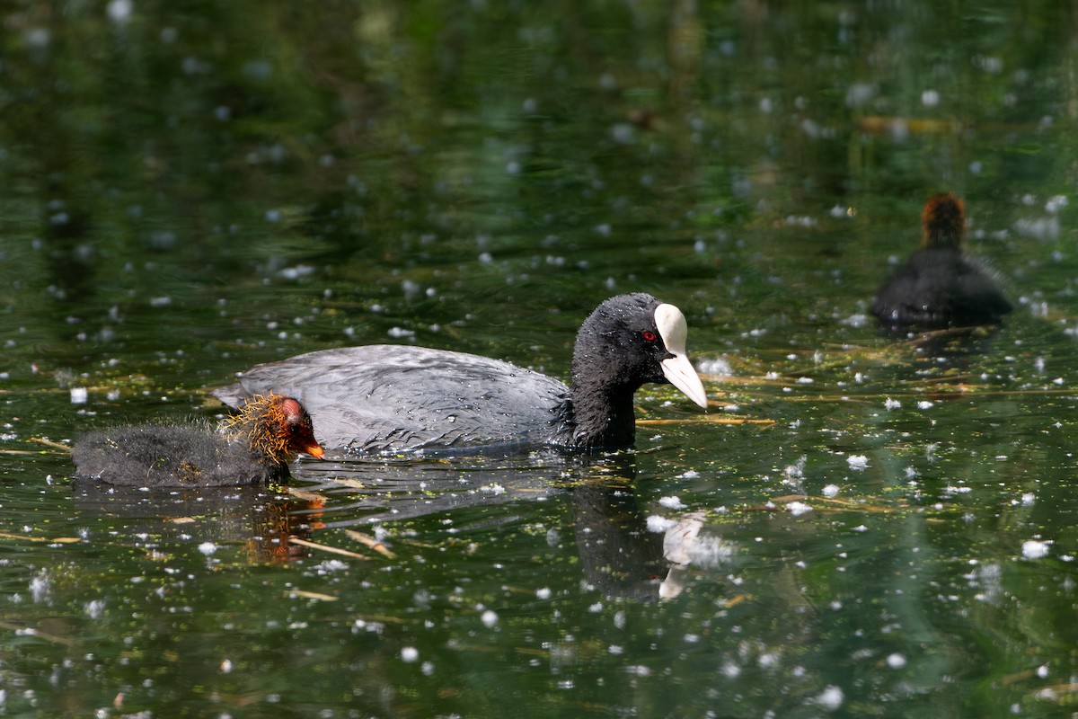 Eurasian Coot - ML619803244