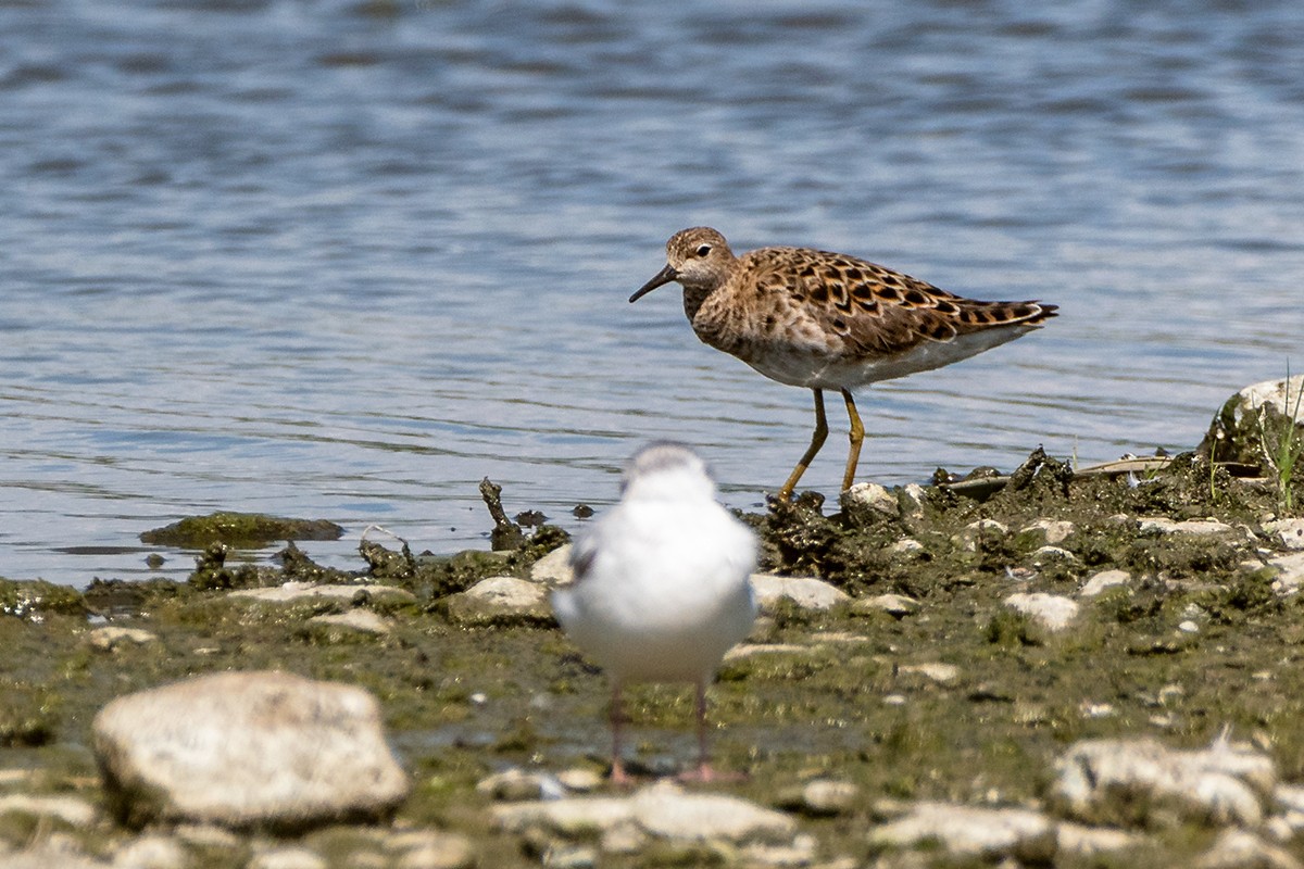 流蘇鷸 - ML619803251