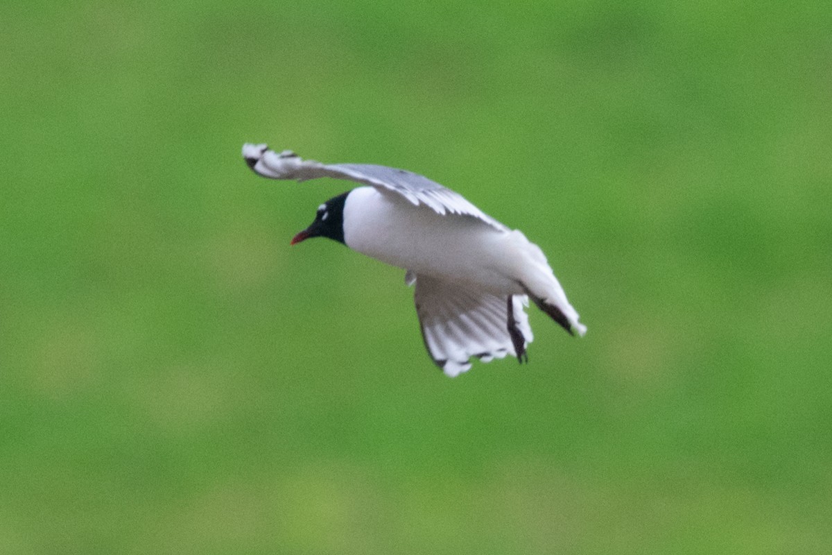 Franklin's Gull - ML619803253