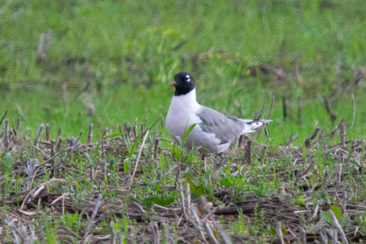 Franklin's Gull - ML619803254