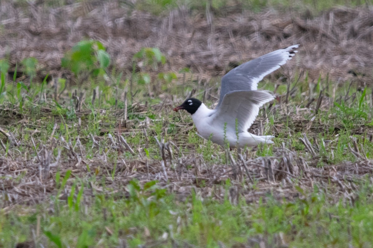 Franklin's Gull - ML619803256