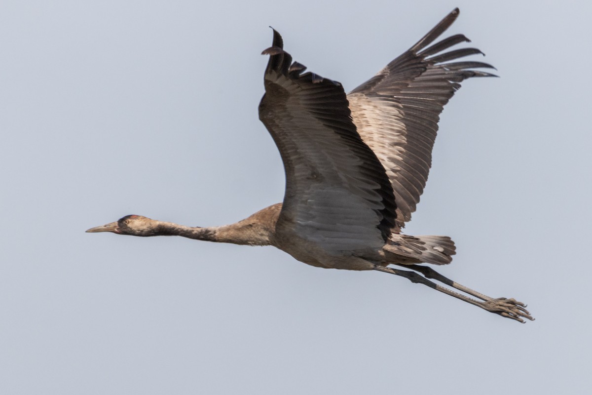 Common Crane - ML619803257