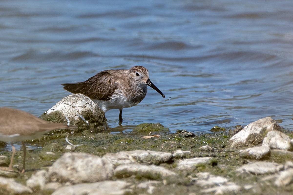 Curlew Sandpiper - Saki Tsilianidis