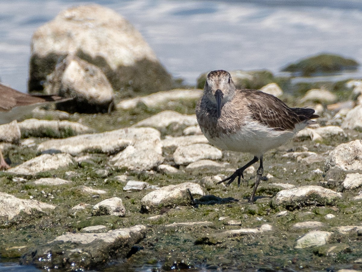 Sichelstrandläufer - ML619803269