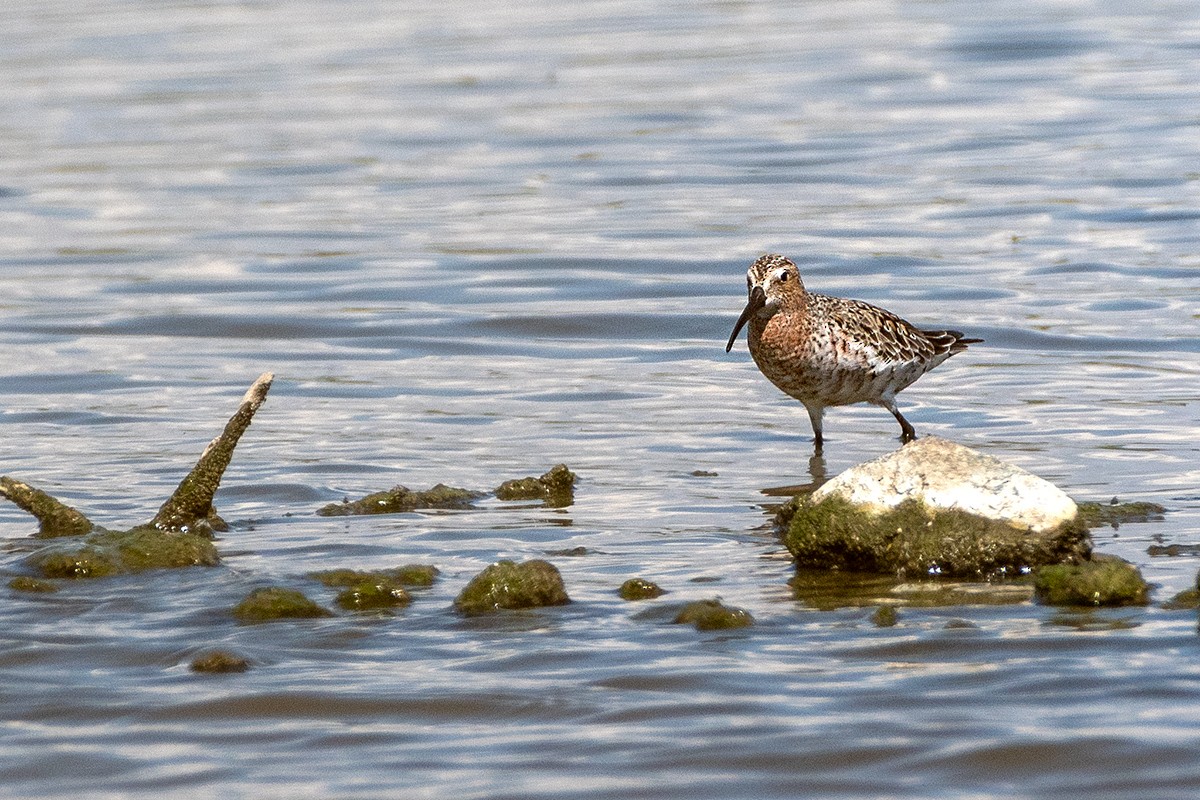 Sichelstrandläufer - ML619803270