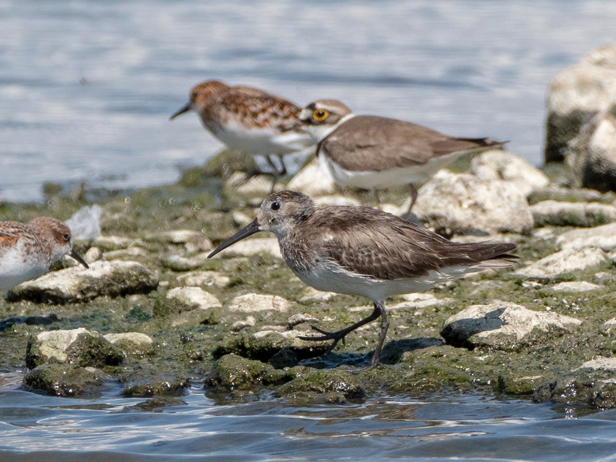 Sichelstrandläufer - ML619803271