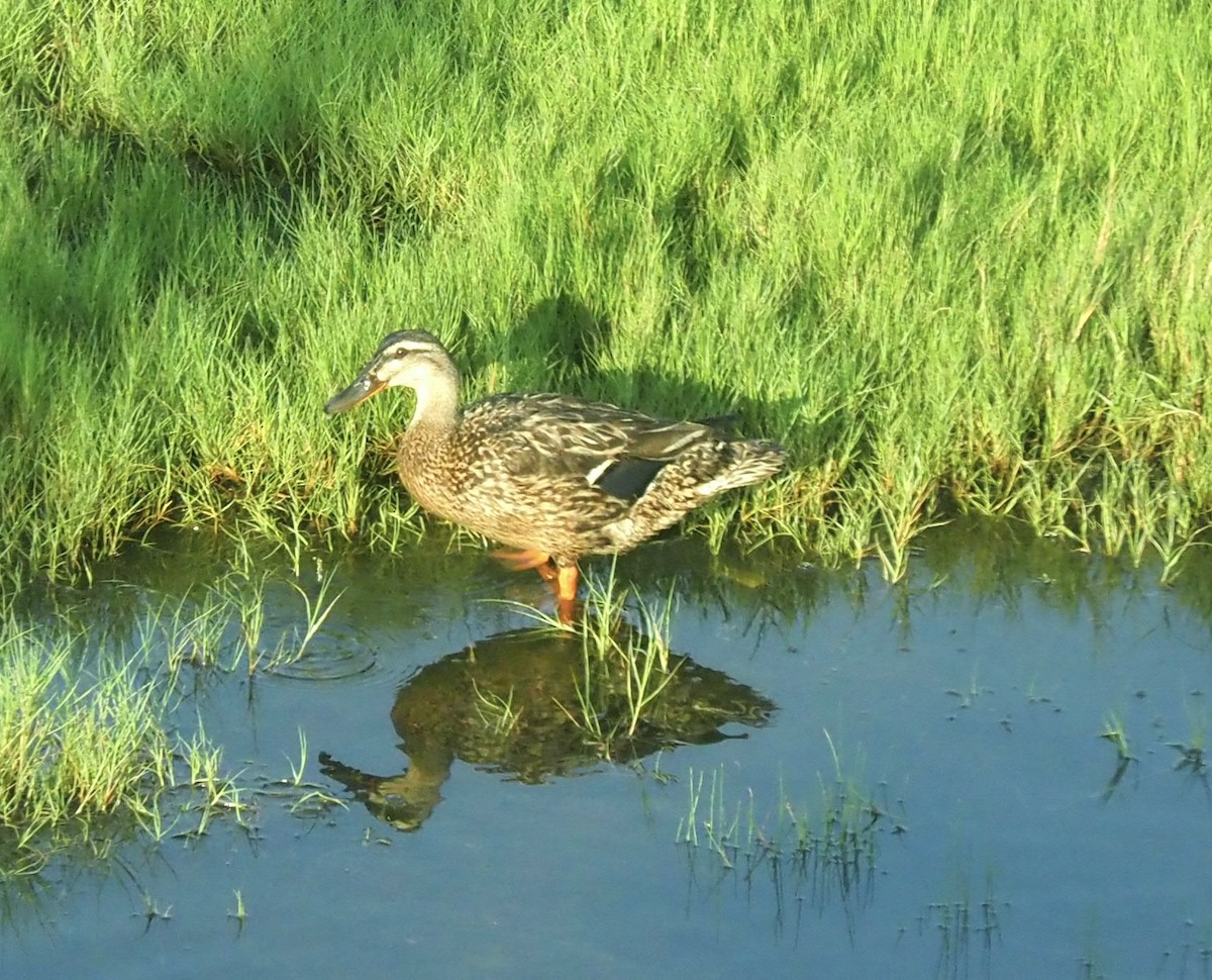 Mallard - ML619803272