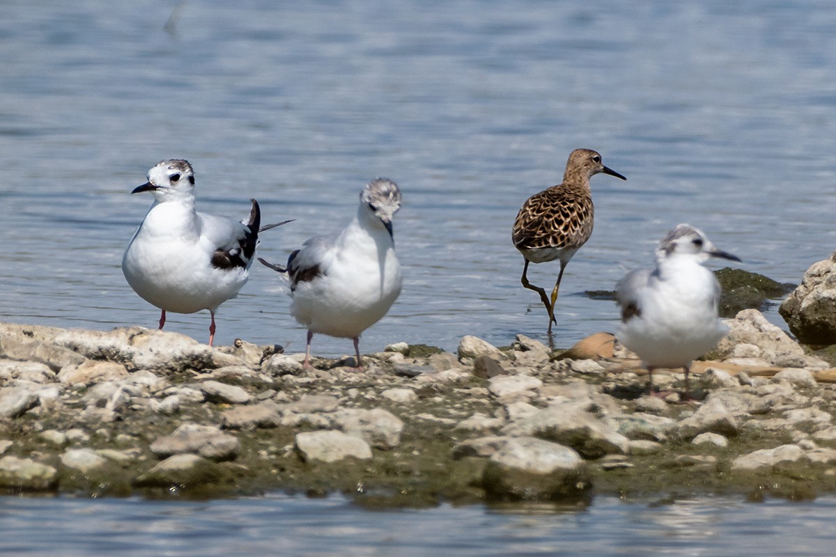 Little Gull - ML619803282