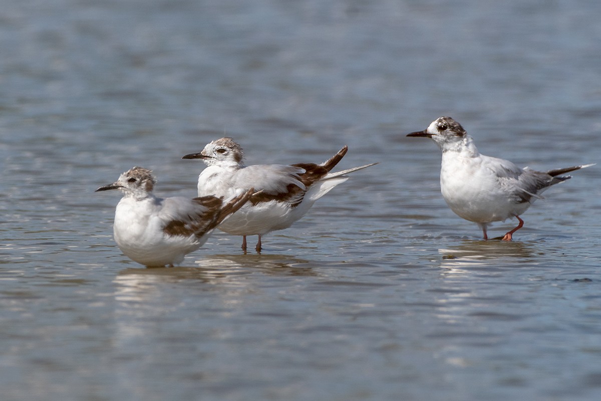 Gaviota Enana - ML619803283