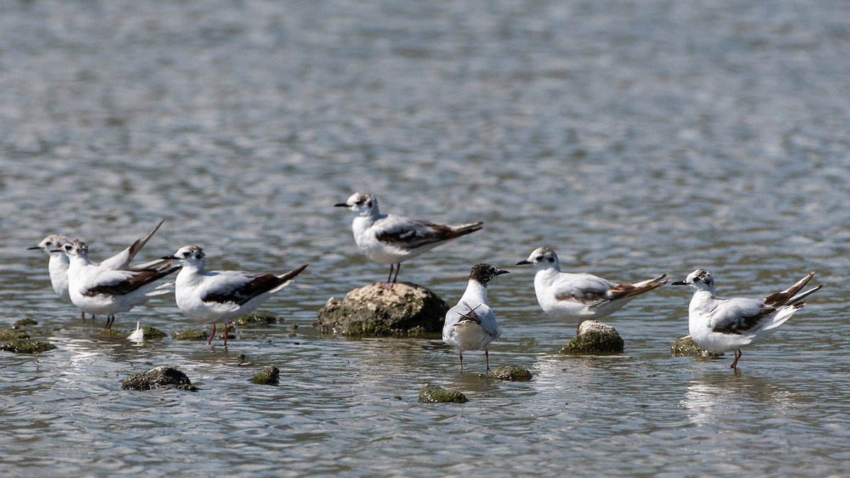 Gaviota Enana - ML619803284