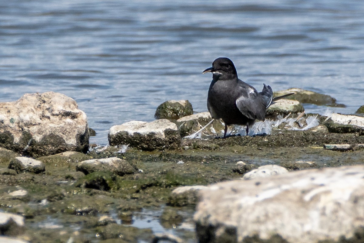 黑浮鷗 - ML619803288