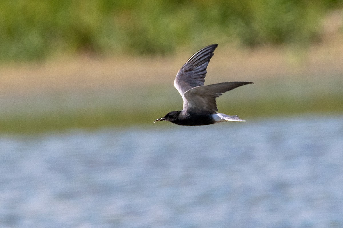 Black Tern - Saki Tsilianidis