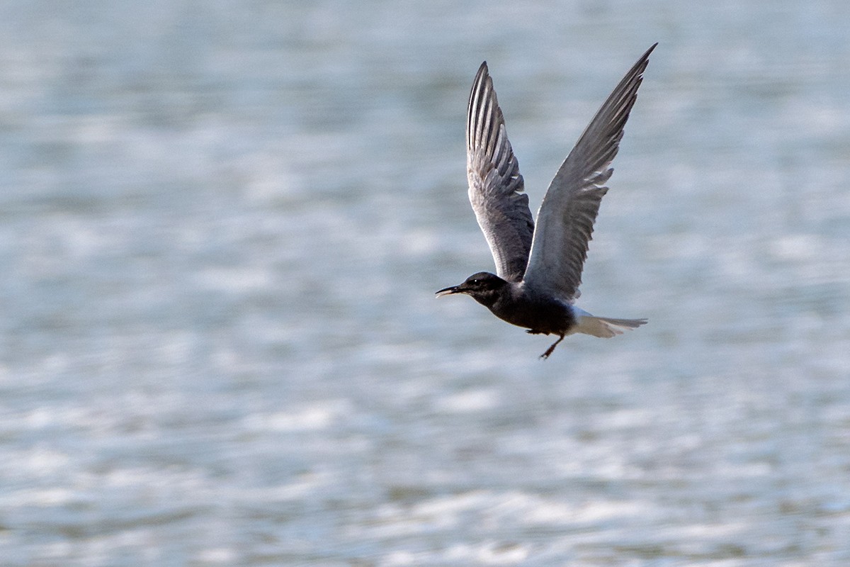 Black Tern - ML619803290