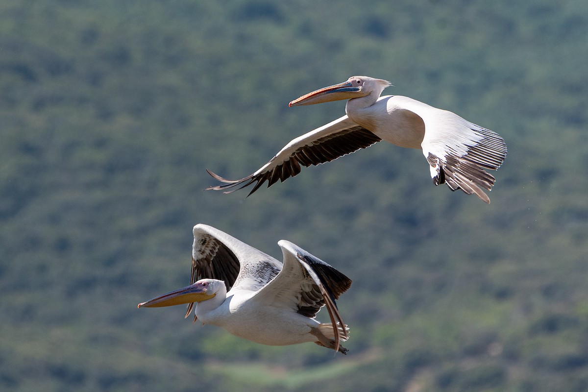 pelikán bílý - ML619803301
