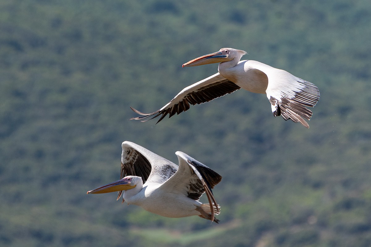 Great White Pelican - ML619803301