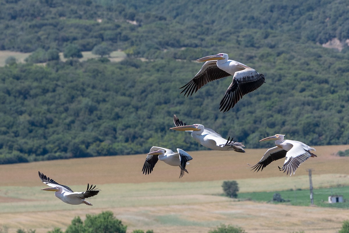 Great White Pelican - ML619803302